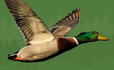 Электронный манок для охоты на уток: какой выбрать?